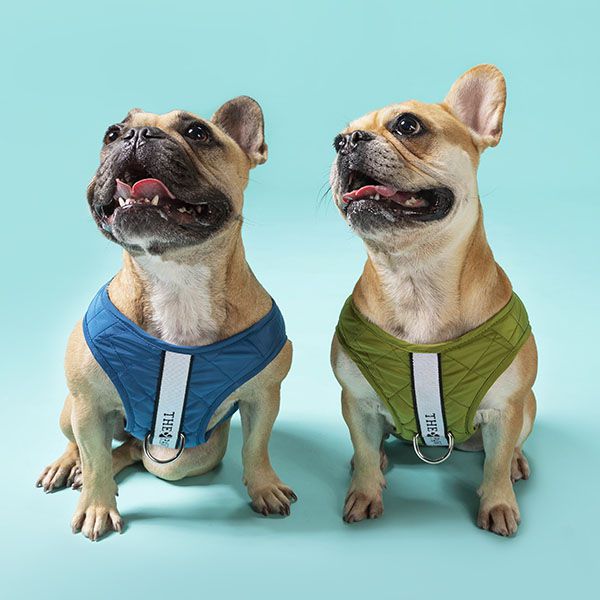 Brooklyn Dog Harness (Navy)– by The Paw Co.